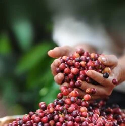 Nescafé Dolce Gusto Cappuccino Capsules - 90 Koffiecups -Bekend Koffie Winkel 1190x1200 2