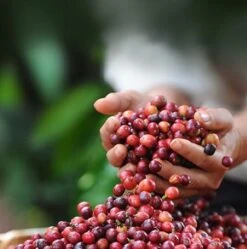 Nescafé Dolce Gusto Cortado Espresso Macchiato Capsules - 90 Koffiecups -Bekend Koffie Winkel 1192x1200