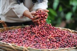 Starbucks Blonde Espresso Roast Koffiebonen - 4 Zakken à 450 Gram -Bekend Koffie Winkel 1200x798 2