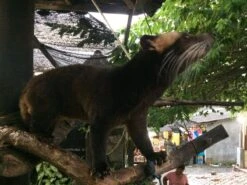 Kopi Luwak Koffie. 35 Gram Ongemalen Bonen. Direct Trade. Single Origin. The Original By Rich.Exclusive. -Bekend Koffie Winkel 1200x900 2