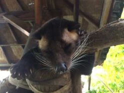 Kopi Luwak Koffie. 35 Gram Ongemalen Bonen. Direct Trade. Single Origin. The Original By Rich.Exclusive. -Bekend Koffie Winkel 1200x900 3