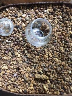 Kopi Luwak Koffie. 35 Gram Ongemalen Bonen. Direct Trade. Single Origin. The Original By Rich.Exclusive. -Bekend Koffie Winkel 900x1200 3