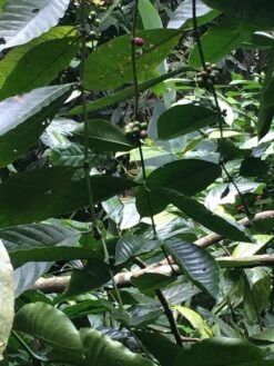 Kopi Luwak Koffie. 35 Gram Ongemalen Bonen. Direct Trade. Single Origin. The Original By Rich.Exclusive. -Bekend Koffie Winkel 900x1200 4